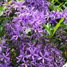 viva a natureza 100 Sementes Flor De São Miguel Azul Com Manual De Cultivo Premium