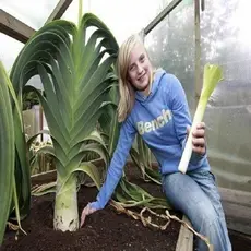 PROMOÇÃO ENVIO RAPIDO 40 Sementes De Alho-poró Gigante germinação rápida