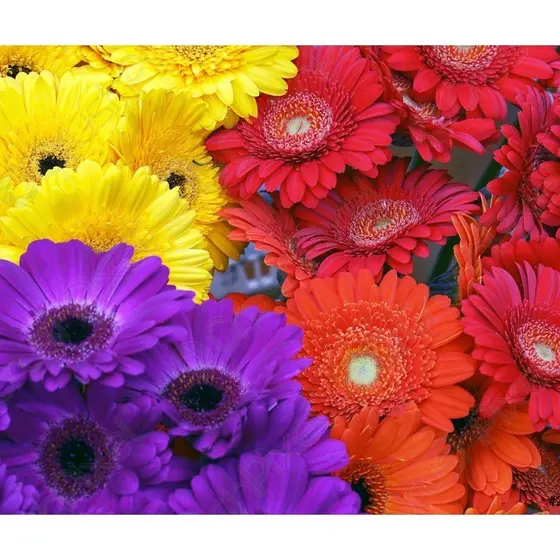 Rara Gerbera Importada Sortida Sementes Flor P/ Sements pra fazer muda
