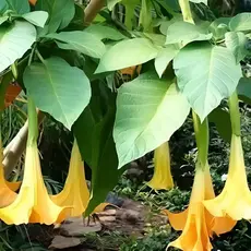flores ornamentais 100 Sementes De Datura  Flores Pendentes Aromáticas planta para vaso