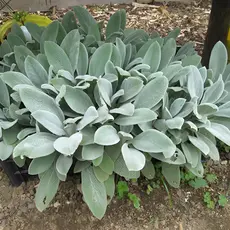 Rara 100 Sementes Peixinho De Horta Lambari De Folha Stachys Pan