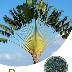 Alta germinação 100 Sementes Palmeira Arvore Do Viajante Mais Triangular