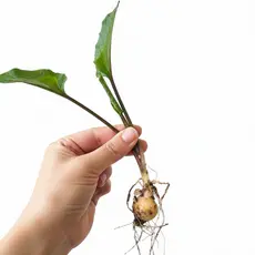 prazer de cultivar Bulbo Planta Drimiopsis Maculata (Suculenta Orelha de Leopardo)