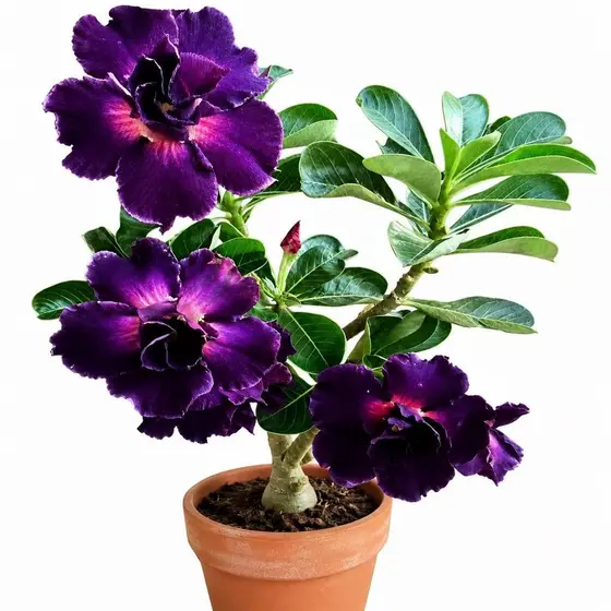 Sementes de Rosa do Deserto Escura Dobrada Ornamental