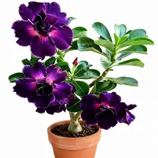 Sementes de Rosa do Deserto Escura Dobrada Ornamental
