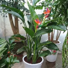 Alta germinação   Venda Quente Beleza Banana 50 Sementes 100 Sementes Planta de Interior em Vaso Sementes de Ave do Par