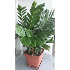 JA zamiocuca verde 100 sementes com manual de cultivo II