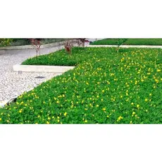 JAAA 1000pcs sementes de grama de amendoim / sementes de grama de amendoim