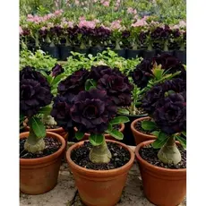 Kit 3 Sementes Rosa do Deserto Preta Rara Flor da Morte Tripla - Adenium para Vaso Jardim 🥀🌺