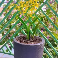 VASO CONICO GRAFIATO 40 CM ALTURA