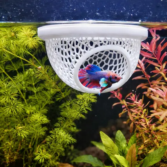 Esconderijo Flutuante para Peixe Betta Toca Aquário Descanso e Decoração