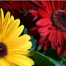 Seleção Especial Sements Gerberas Sortidas Pronta Entrega  Postagem em 24h