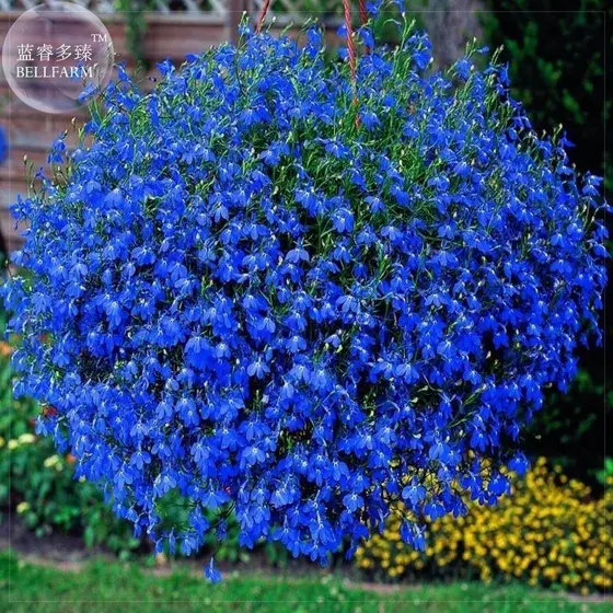 Sementes Originais Sementes Flor Lobélia Azul Ideal para Jardins e Vasos Pronta Entrega Envio Rápido