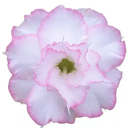 Germinação rápida Rara 5 Sementes Rosa Do Deserto Branca Tripla Borda Rosa Perfumada