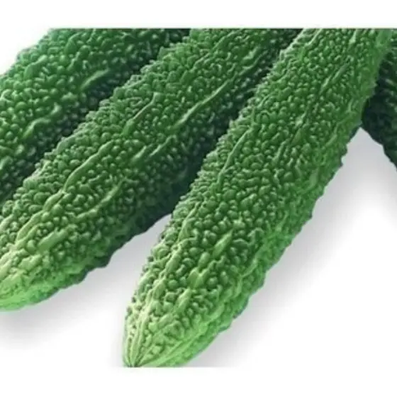 germinação rápida 100 Sementes Melão De São Caetano - Nigagori Pepino Amarg