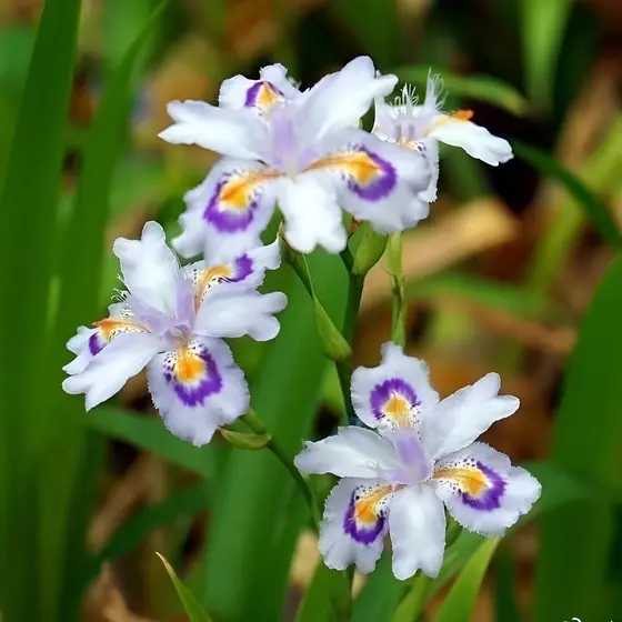 100 sementes Bulbos De Íris Barbada - Cores Vibrantes E Variadas