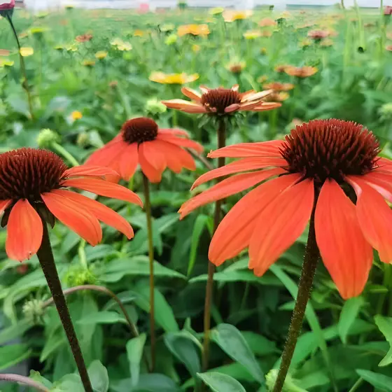100 sementes Sementes De Echinacea Purpurea Unid Jardim