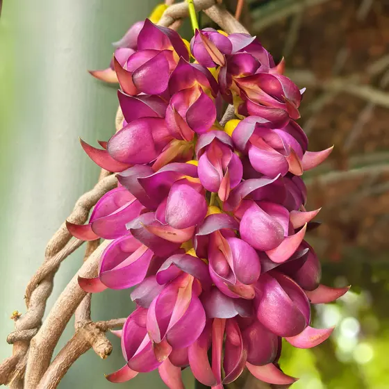 50 sementes Sementes De Floração Rápida Para Pátio