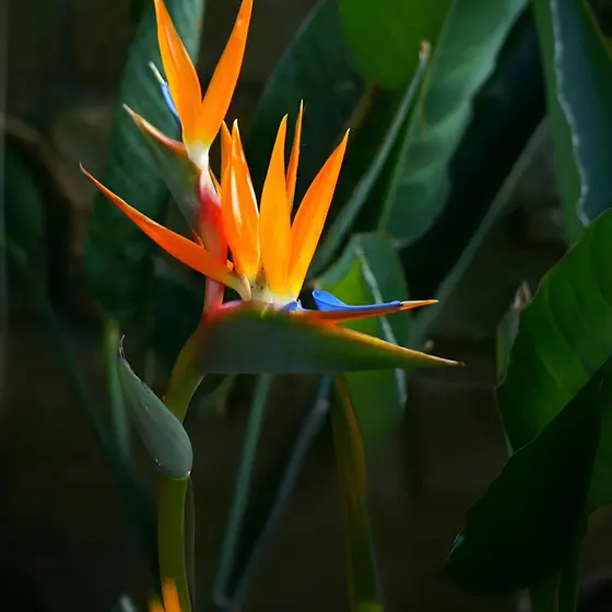 100 sementes Sementes De Ave Do Paraíso Flor Tropical Exótica