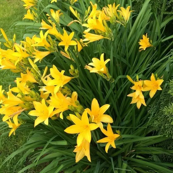 lirio do vento amarelo Zephyranthes citrina 100 sementes com manual de cutivo