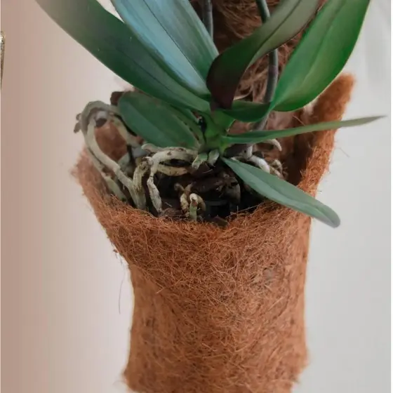 Fixador de Orquídea de Fibra de Coco (16X95cm) TOP GARDEN