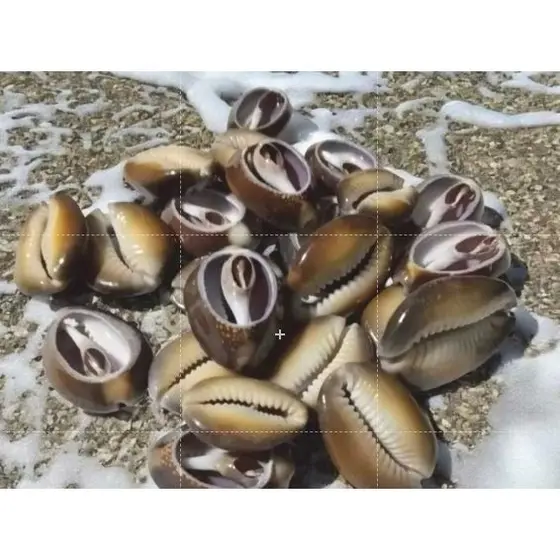 Buzios Africano Natural,  Fechado Pacote 100g, Candomblé