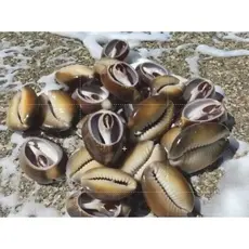 Buzios Africano Natural,  Fechado Pacote 100g, Candomblé
