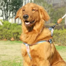 Kit Pet Peitoral Americano Ajustável e Guia de Corda Roliça com Amortecedor Degradê Ombré para Cachorro e Gato