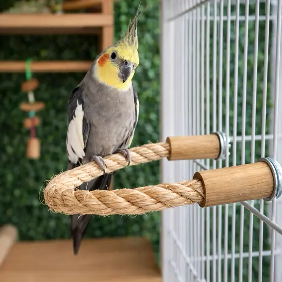 Poleiro flexível sisal ou algodão - Calopsitas/agapornis/Ring neck