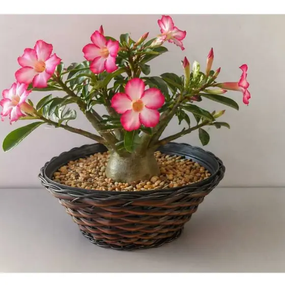 VASO CUIA LUXO NOBRE 32 CM PARA ROSA DO DESERTO cod:5661