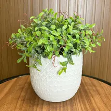 Arranjo Toque Real Planta Peperômia Artificial Realista Montada Com Vaso Branco Decoração Verdinho