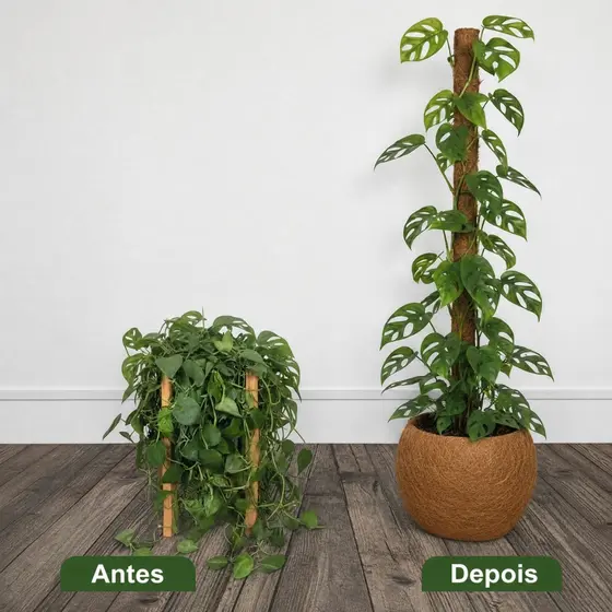 Tutor de Fibra de Coco 60cm Suporte para Plantas Trepadeiras Monstera Jiboia Filodendro Orquídea Samambaia