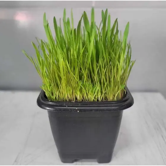 Mix de Sementes Trigo+Aveia grama pra gato ..1kg