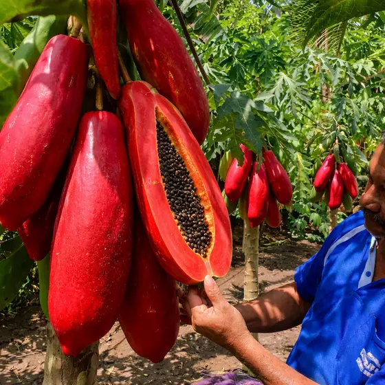 10 sementes gigantes de mamão vermelho, polpa doce e vermelha, adequado para horta e jardim