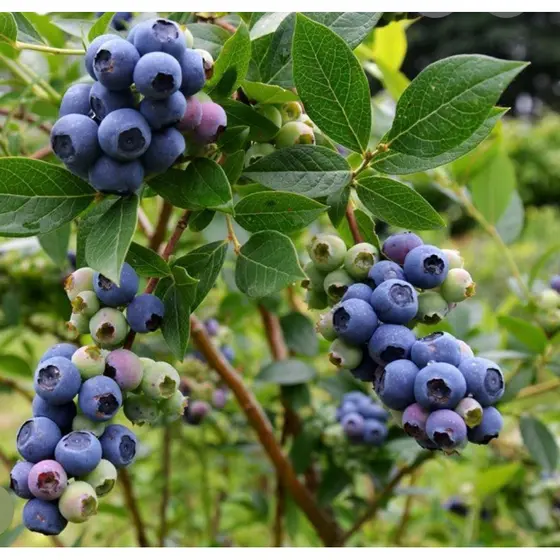 Muda de Mirtilo 30 sementes para horta e jardim