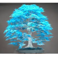 200 500 Sementes pcs bonsai árvore de bordo azul bonsai