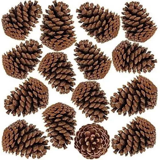 Kit 30 Pinha Natural 7-12 cm Artesanato Decoração Enfeite Natal Animais Roedores e Aves  + Brinde