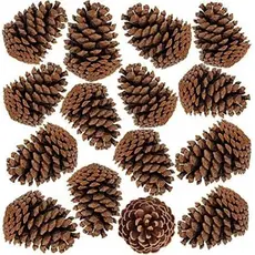 Kit 30 Pinha Natural 7-12 cm Artesanato Decoração Enfeite Natal Animais Roedores e Aves  + Brinde