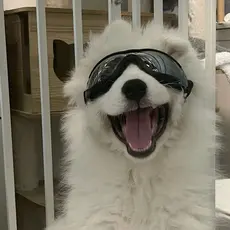 Óculos Transparentes para Cães Grandes – Proteção Solar, UV, à Prova d’Água e Vento.