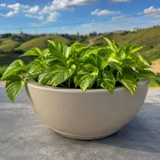 Vaso De Plantas Bacia Decorativa 34 cm com Prato Coletor -Vaso Decorativo Redondo em Polietileno....
