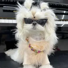 Óculos Pet Fashion Anti-UV | Estilo Luxo para Cães e Gatos Pequenos | Tendência 2026