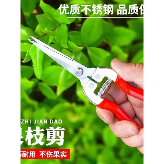 Promoção Tesoura para colheita de frutas Alice Tesouras de tomate Tesouras de jardim de poda para colh