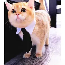 Outono gato Golden Retriever estilo britânico Corgi gato masculino colar falso babador pet gato colar pet gravata colar