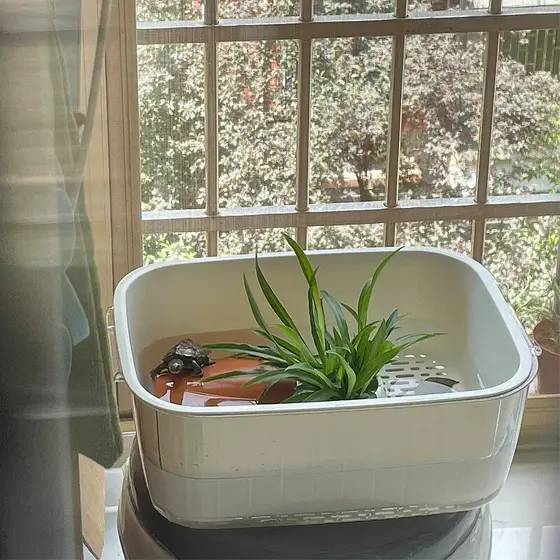Cesta de drenagem da bacia do tanque de reprodução de tartarugas esconder casa casa Desktop doméstico pequena mesa de se