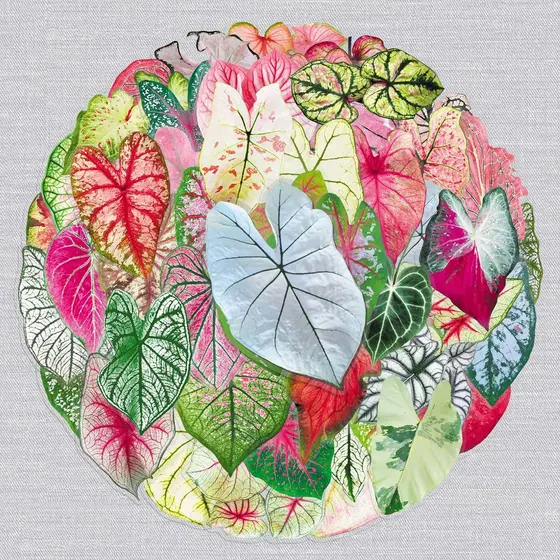 50 folhas transparentes coloridas folha Taro adesivos PET planta criativa folhas coloridas à prova dwaterproof água deco