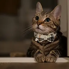2 Coleiras para Gatos e Cães Pequenos, Removíveis e Ajustáveis - Coleiras Macias com Laço e Sino, Padrões Xadrez, Sistem