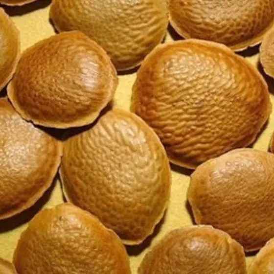 200 Sementes De Sucupira Selecionadas