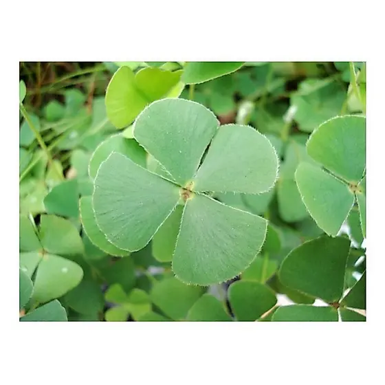 Sementes frescas 1000 Sementes Trevo De 4 Folhas Verde top PROMOÇÃO PROMOÇÃO
