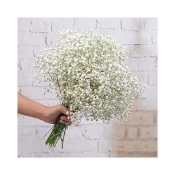 Sementes frescas 400 sementes 600 sementes 1000 semente PARA PLANTIO DE Flor Gypsofhila Mosquitinho Branco - SEMENTE DE