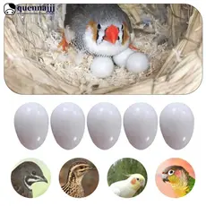 QUENNA 5 Peças De Ovos Falsos Sólidos , De Manequim Realistas Para Papagaio , Periquito , Calopsita , Lovebird , Criação